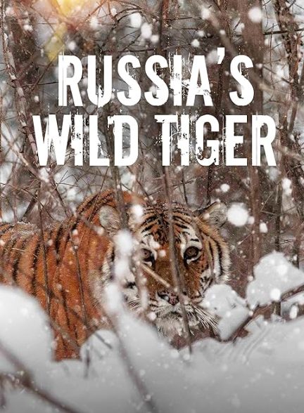 دانلود Russia’s Wild Tiger / ببر وحشی روسیه