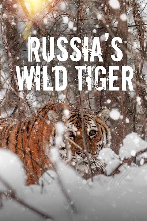 دانلود Russia’s Wild Tiger / ببر وحشی روسیه